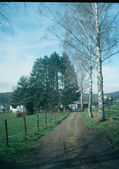 A dirt road goes off into the distance between fields and two trees.