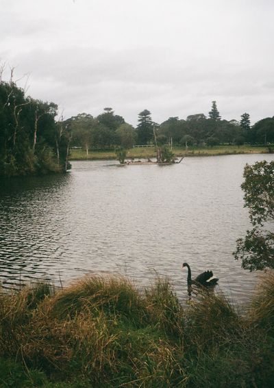 A black swan swimming near the grassy banks of a lake, under cloudy skies.