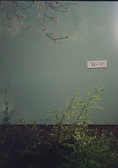 A house sign with the numbers '15 - 17' printed on a white plaque is stuck to a light green wall. The shot is framed by the branches of trees at the top and bottom - a cherry blossom tree at the bottom, and a spindly green bush at the bottom