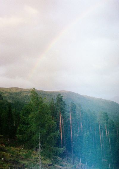 A very faint rainbow rises into the sky above hills sparsely covered in pine trees.