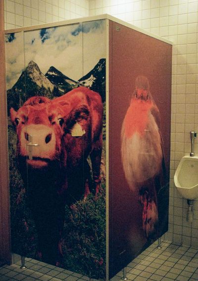 A toilet cubicle with an image of a cow decorating one side, and a small bird decorating the other.