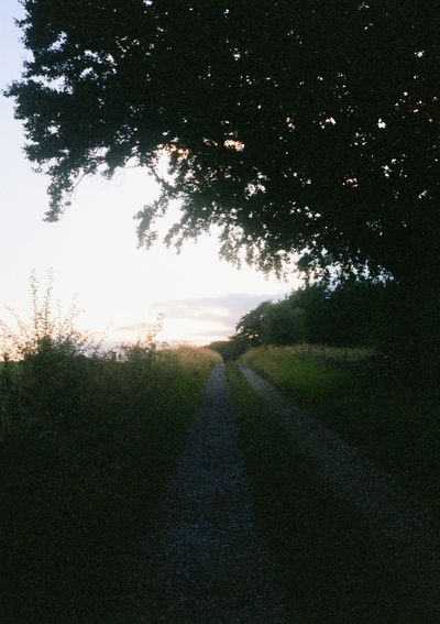 A dirt driveway goes into the distance, under the cover of trees. Tall grass lines both sides of the driveway.