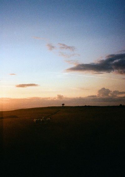 A flock of sheep stand mid picture in a field that is blazing orange in sunset light. A lone tree stands at the center of the shot in the distance.