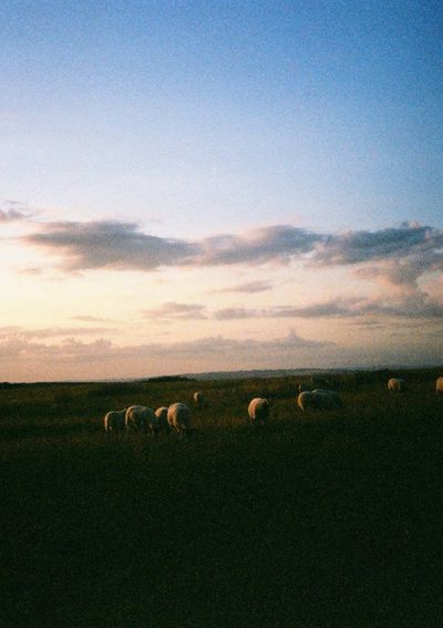 Sheep grazing in a field bathed in orange light from the setting sun.