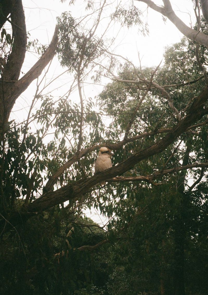 A kookaburra sits on a branch against a cloudy sky.