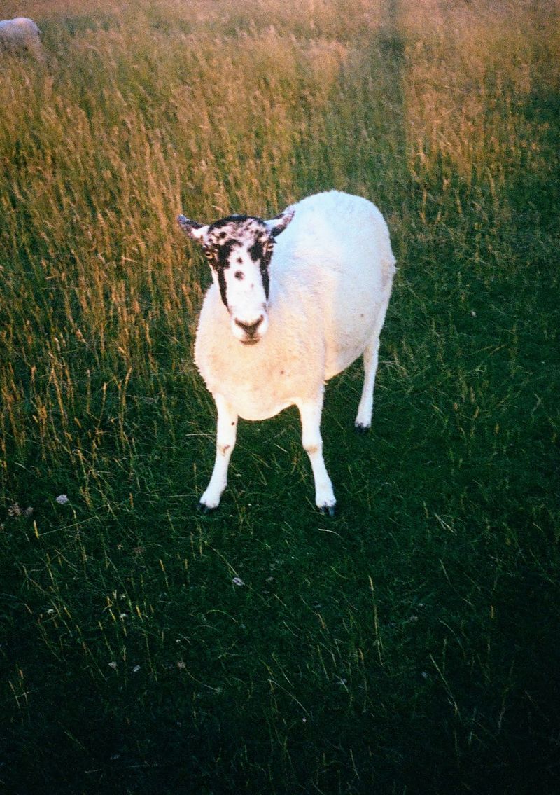 A sheep stands in the center of the frame, looking directly into the camera.