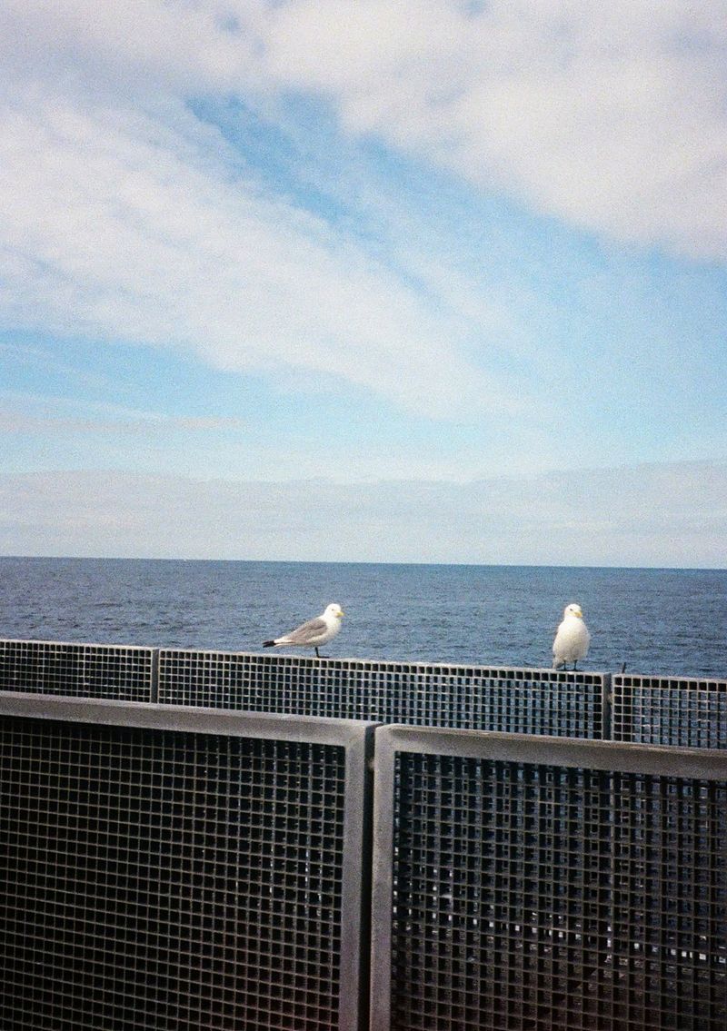 Two seagulls sitting on a railing, the Atlantic Ocean behind them.