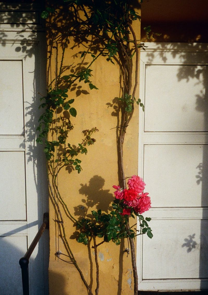 A rose bush grows up a yellow wall.