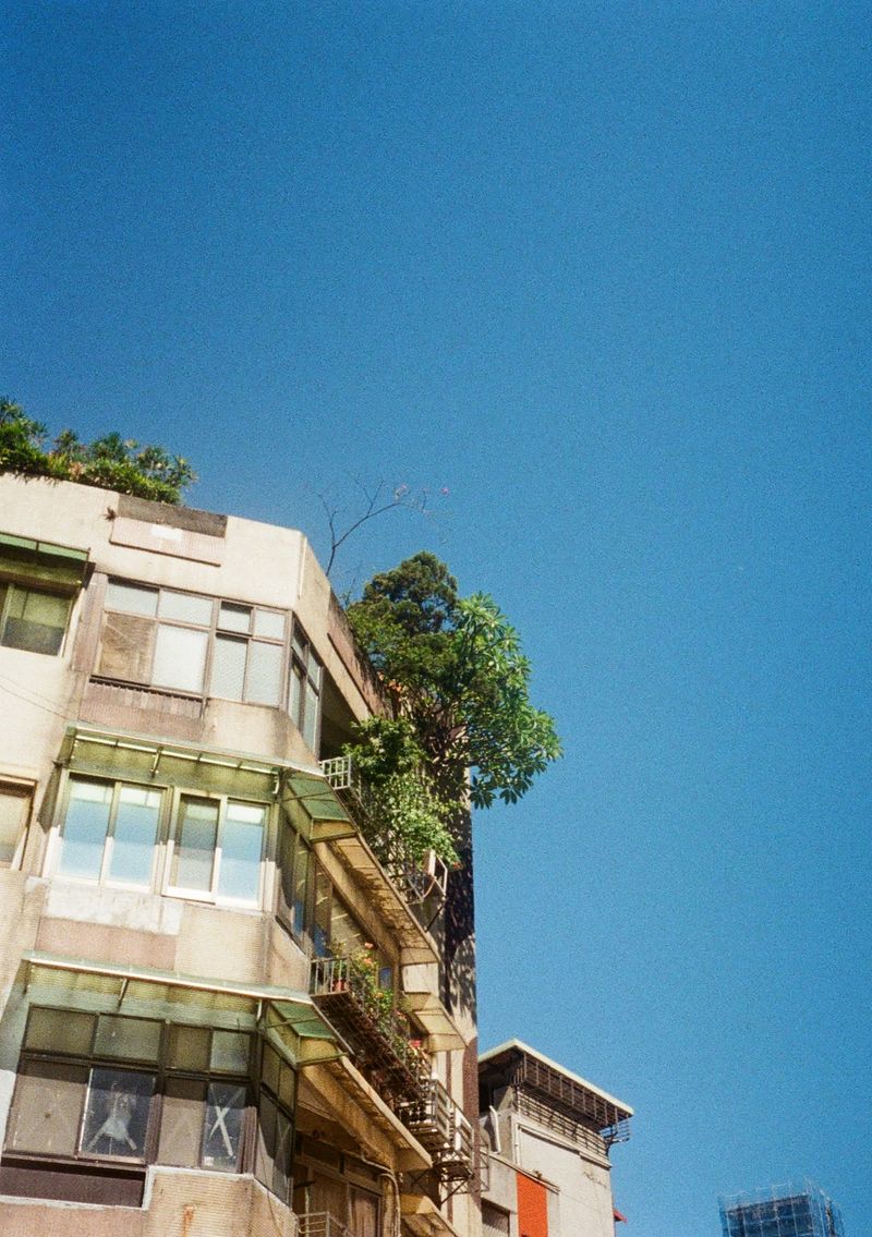 Trees stick out from the top corner apartments of an old, grey apartment building. They contrast the blue sky in the background.