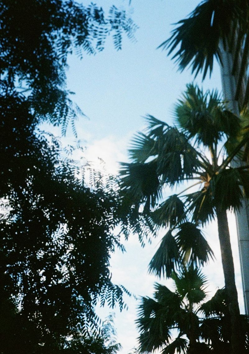 Palm trees blow in the wind against a blue sky.