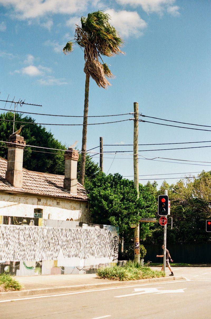 A palm tree blows in the strong breeze on a street corner. A white old house is on the left of the frame, while a man crosses the road near the right of the shot.