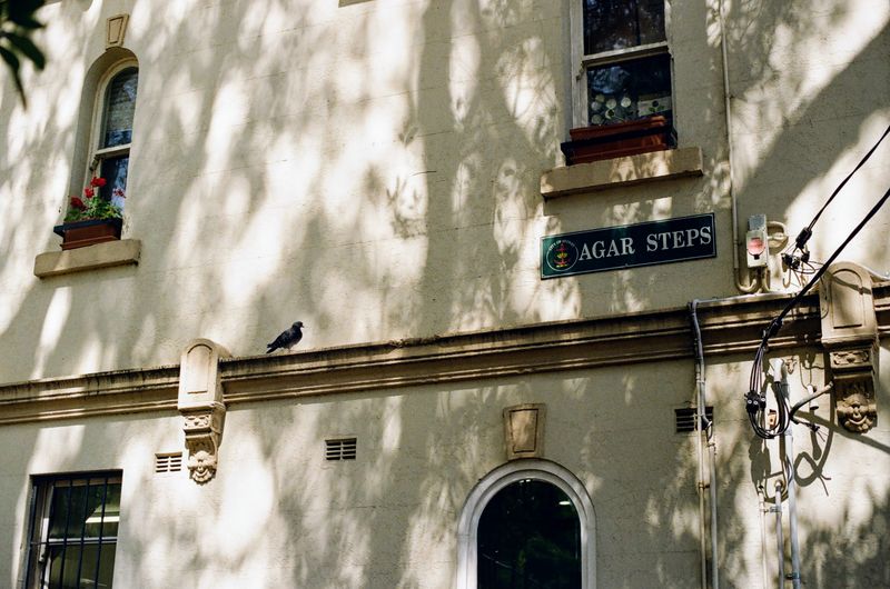 A pigeon sits on a ledge alongside a building. 
