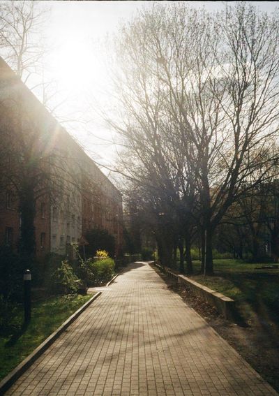 A sunlit photo looking down a paved path in a garden. Leafless winter free can be seen throughout the photo, with some apartments on the left of the path as well.